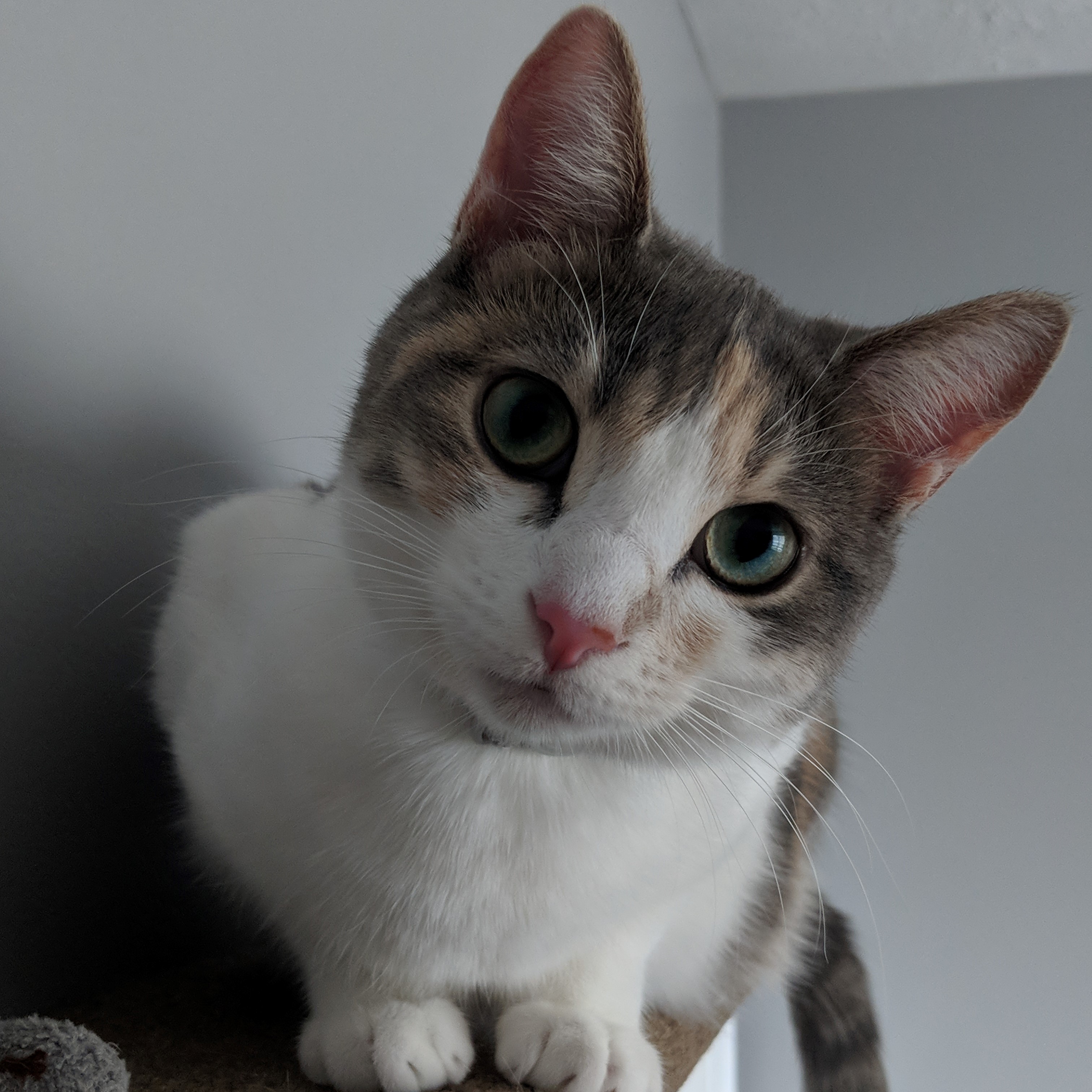 Mojito the cat